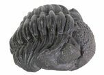 Wide Enrolled Pedinopariops Trilobite #68609-1